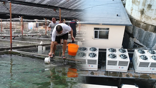 空氣能恒溫養殖熱泵助水產養殖戶節省開支、提高利潤，再也不用操心水溫了！